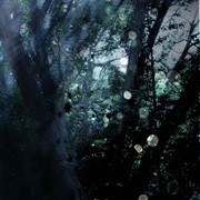 Aaaaa1111faerie_card