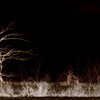 Tree_thumb