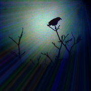 Img_9107a_card