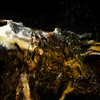California_gold_1_thumb