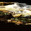 California_gold_3_thumb