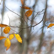 Ironwood_autumn_card