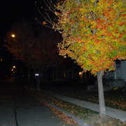 Nightfoliage1_card