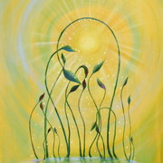 Feeling_the_sundew_card