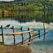 Lonely_bird_web_card