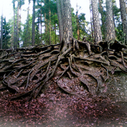 Roots_web_card