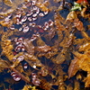 Dsc07283_thumb