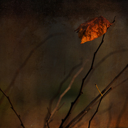 An_autumn_solitude_card