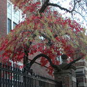 Fallfoliagecambridge1_card