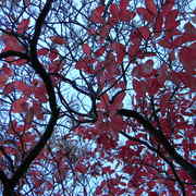 Fallfoliagecambridge2_card
