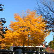 Fallfoliagecambridge3_card