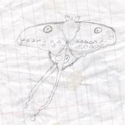 Moth_card
