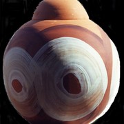 Bombonera_terracota_circulo_blanco