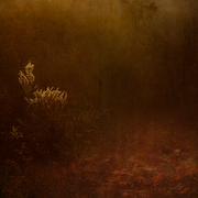 Below_the_clearing_card