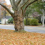 Saggybaggytree_card