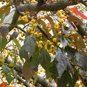 Beautifulberrytree_card