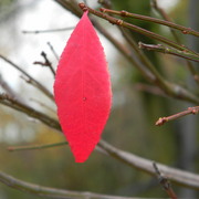 Theloneleaf_card