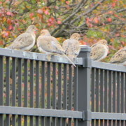 Birds1_card