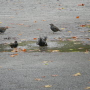 Birdbath1_card