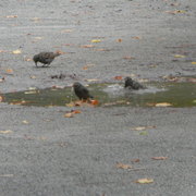 Birdbath3_card