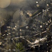 Bling_blik_card