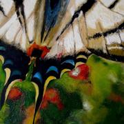 Papilio_card