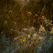 November_evening_card