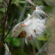 Milkthistle2_card