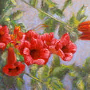 Red_trumpet_flowers_card