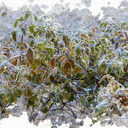 The_brier_patch_card