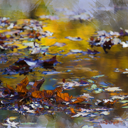 Autumn_voyage_card