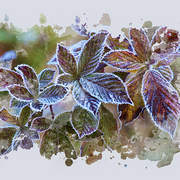 October_frost_card