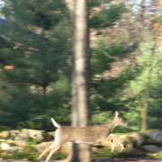 Img_7404_deer_jumping_card