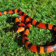 Milk_snake_card
