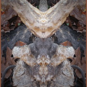 Img_7402_tree_creature_card