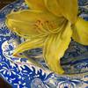6x6_yellow_lily_on_spode_blue_italian_plate_thumb