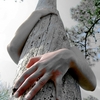 The_human_side_of_trees