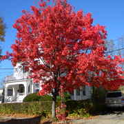 Amazingautumn1_card