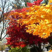 Amazingautumn2_card