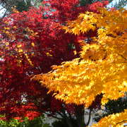 Amazingautumn3_card