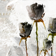 Black_dahlias_card