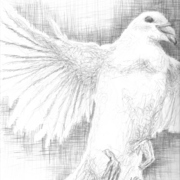 Armistice_drawing_card
