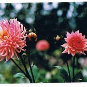 Dahlia_2008_card
