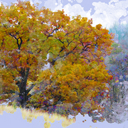 Maple_memories_card