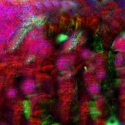 Aliens_in_the_jungle_card