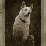 Vintage_baron_card