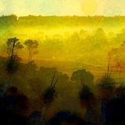 Layersboyup_brook_forest_mist_card