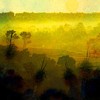 Layersboyup_brook_forest_mist_thumb