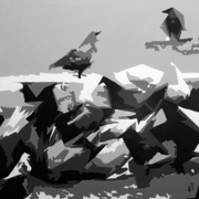 57ºpigeons_card