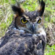 Great_horned_owl_2007_c_card